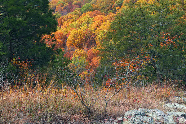 Taum Sauk Mountain Art Print featuring the photograph Taum Sauk Mountain Glade III by Greg Matchick