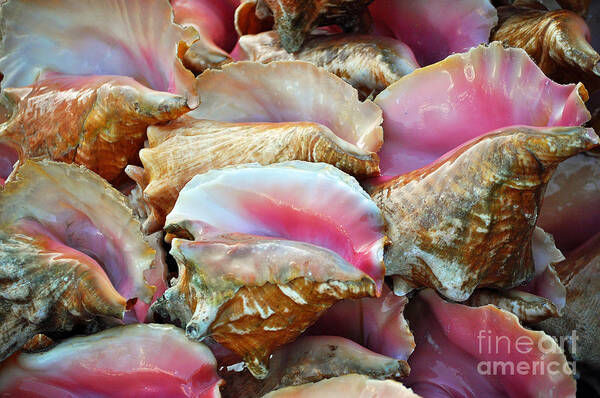Conch Art Print featuring the photograph The Beginning Of The End by Li Newton