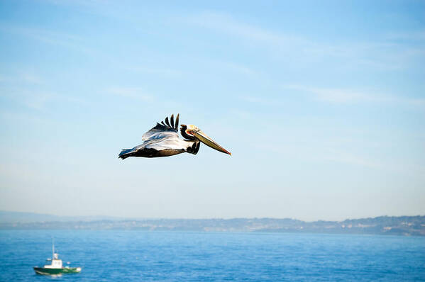 Pelican Art Print featuring the photograph The Flight by Margaret Pitcher