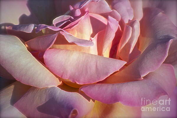 Rose Art Print featuring the photograph The Fragrance by Gwyn Newcombe