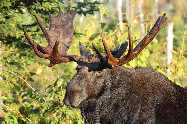 Nature Art Print featuring the photograph The Moose head by Duane Cross