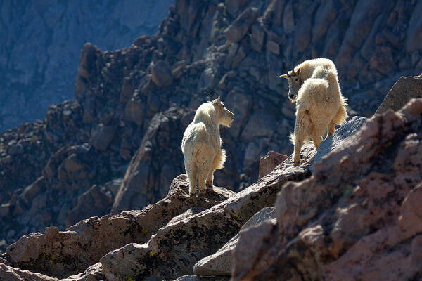 Mountain Goats; Posing; Group Photo; Baby Goat; Nature; Colorado; Crowd; Nature; Art Print featuring the photograph The Mountaineers by Jim Garrison