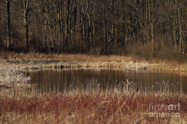 Waterhole Oasis Pond Drinking Pool Dry Forest Thirst Earth Colors Winter Art Print featuring the photograph The Oasis by Vilas Malankar