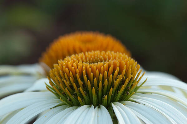 Coneflowers Art Print featuring the photograph The Pair of Coneflowers by Monte Stevens