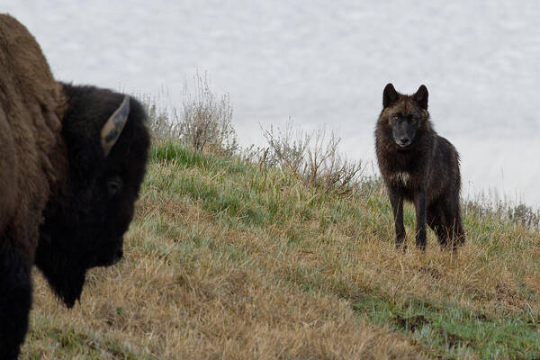 Canyon Pack Wolf Art Print featuring the photograph The Stand Off by Sandy Sisti