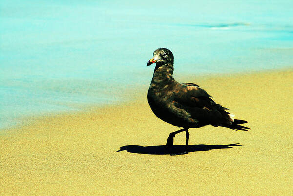 Bird Art Print featuring the photograph The Strut by Charles Benavidez