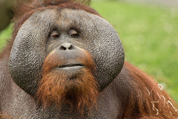 Apes Art Print featuring the photograph This is my wise face by Celine Pollard