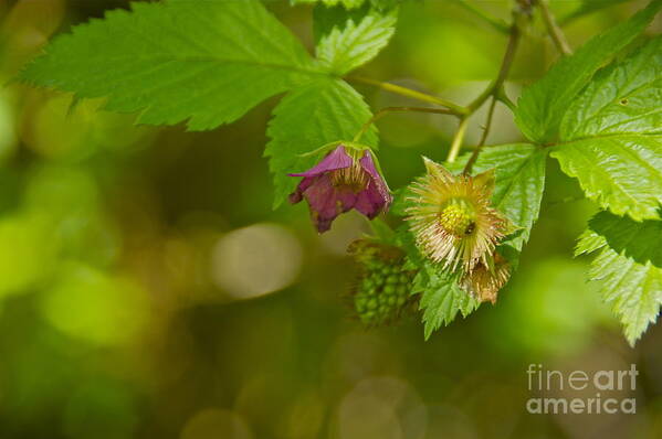 Photography Art Print featuring the photograph Three Stages of Salmonberry by Sean Griffin