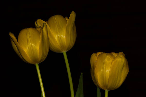 Flowers Art Print featuring the photograph Three Tulips by Ed Gleichman