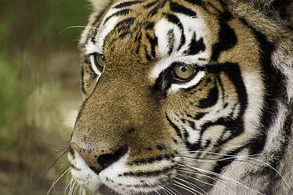 Tiger Art Print featuring the photograph Tiger Face by Melany Sarafis