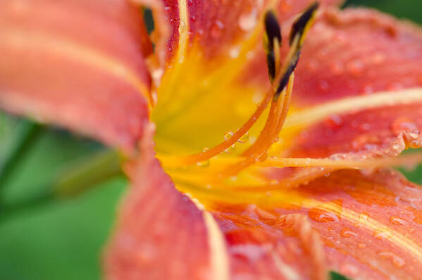 Raindrops Art Print featuring the photograph Tiger Lily Rain by Margaret Pitcher