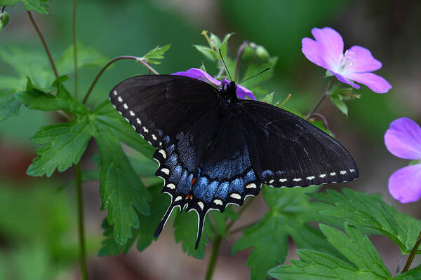 Butterfly Art Print featuring the photograph Tiger Swallowtail Female Dark Form On Wild Geranium by Daniel Reed