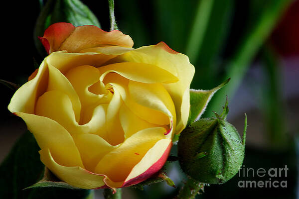 Rose Art Print featuring the photograph Tiny Rose by LR Photography