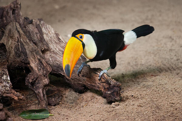 Toucan Art Print featuring the photograph Toco Toucan Sitting on Tree Trunk by Artur Bogacki