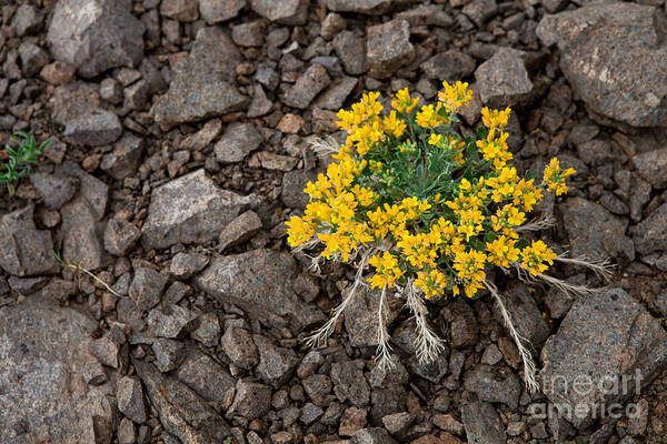 Yellow Flowers Art Print featuring the photograph Tough Enough by Barbara Schultheis