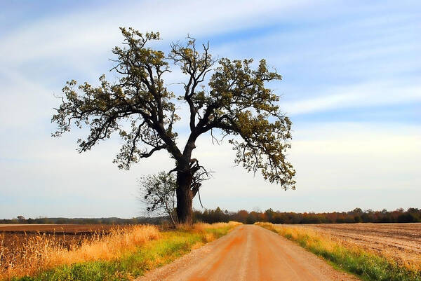 Tree Art Print featuring the photograph Tree by Jeffrey Platt