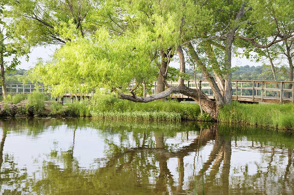 Central Texas Art Print featuring the photograph Tree reflected in Inks Lake by Alan Tonnesen