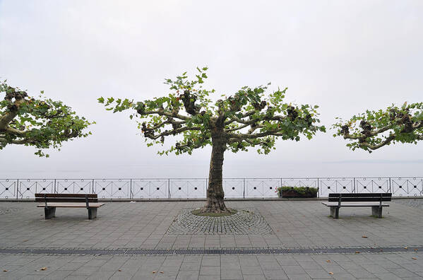 Promenade Art Print featuring the photograph Trees and benches by Matthias Hauser