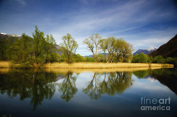 Tree Art Print featuring the photograph Trees reflections on the lake by Mats Silvan
