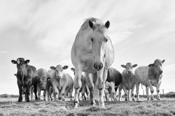 Animals Art Print featuring the photograph True Irish Wildlife by Zarija Pavikevik