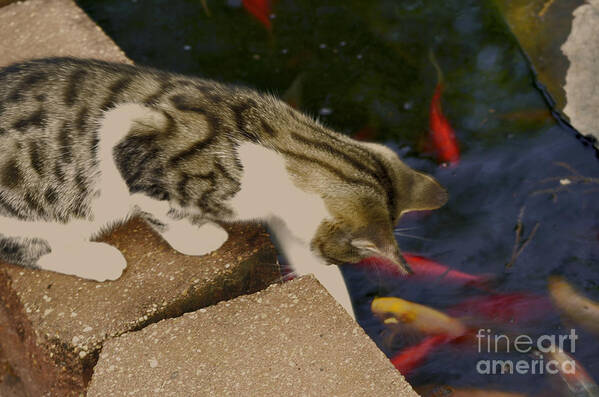 Animal Art Print featuring the photograph Trying To Catch The Fish by Donna Brown