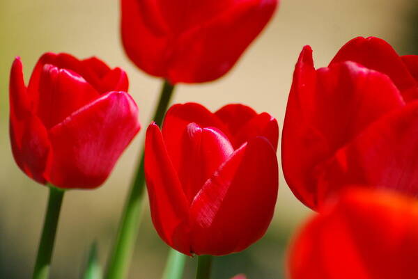 Red Art Print featuring the photograph Tulips of Red by Wanda Jesfield