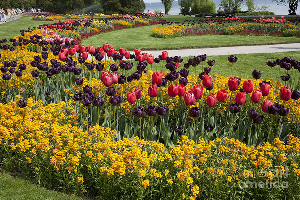 Tulip Art Print featuring the photograph Tulips on Island Mainau by Heiko Koehrer-Wagner