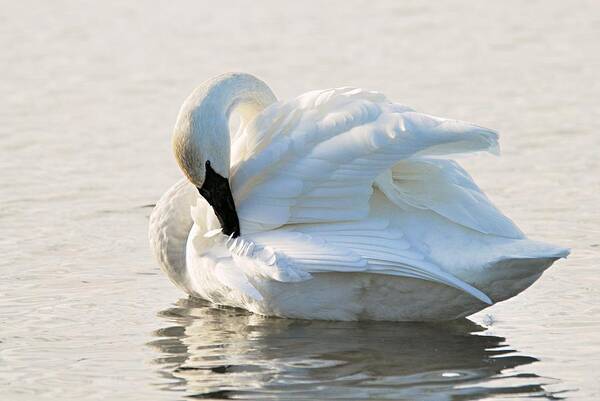 Photography Art Print featuring the photograph Tumpeter Swan by Larry Ricker