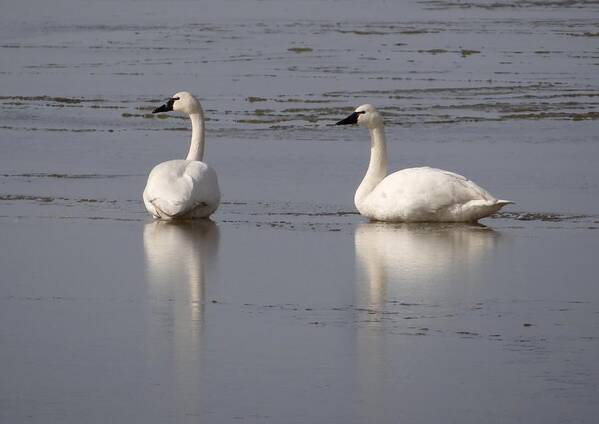 Tundra Swans Art Print featuring the photograph Tundra Swans by Keith Stokes