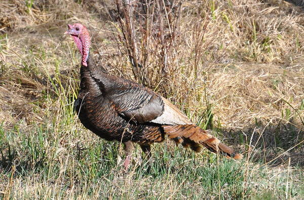 Turkey Art Print featuring the photograph Turkey in the Straw by Dorrene BrownButterfield