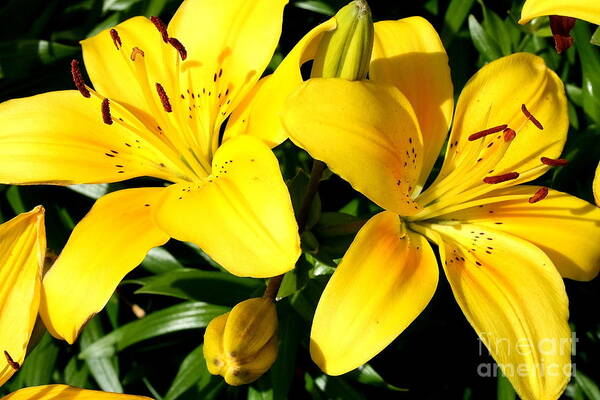 Lilies. Yellow Lily Art Print featuring the photograph Twins in Yellow by Christina A Pacillo