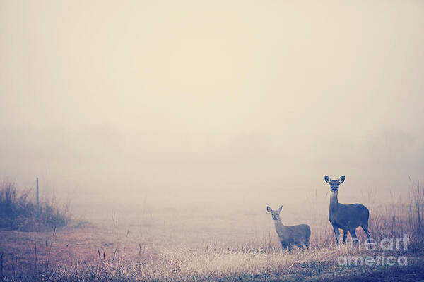 Deer Art Print featuring the photograph Two Deer in Fog by Katya Horner