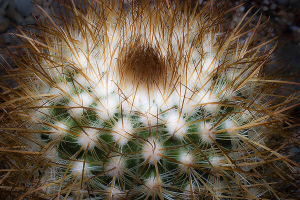 Cactus Art Print featuring the photograph Untitled 3 by Lee Santa