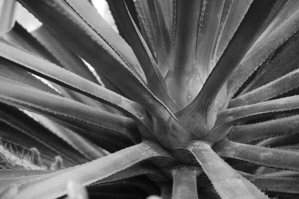 Aloe Plant Art Print featuring the photograph Untitled by Russell Todd