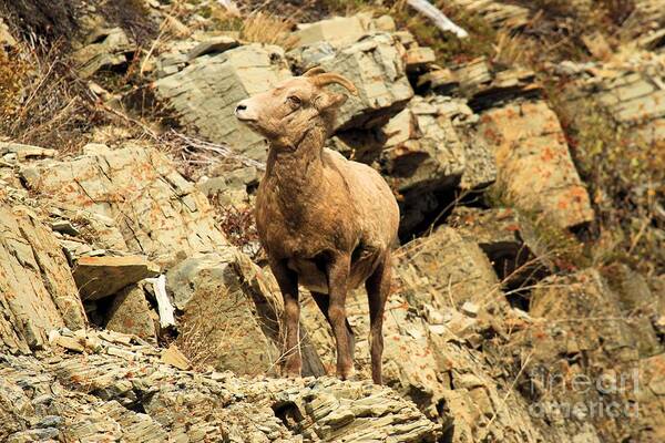 Big Horn Sheep Art Print featuring the photograph Up Where? by Adam Jewell