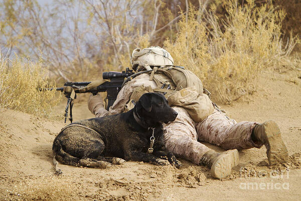 Afghanistan Art Print featuring the photograph U.s. Marine And A Military Working Dog by Stocktrek Images