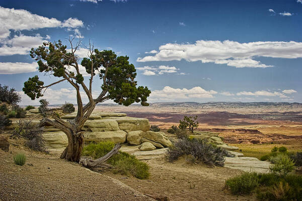 Art Art Print featuring the photograph View from a Mesa by Randall Nyhof