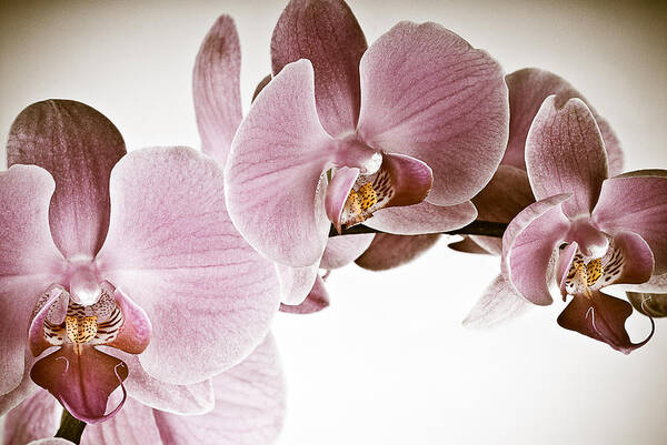 Orchid Art Print featuring the photograph Vintage Orchid by Onyonet Photo Studios