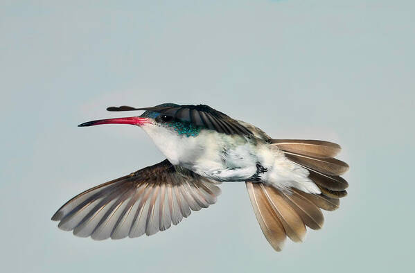 Violet Art Print featuring the photograph Violet Crowned Hummingbird in Level Flight by Gregory Scott