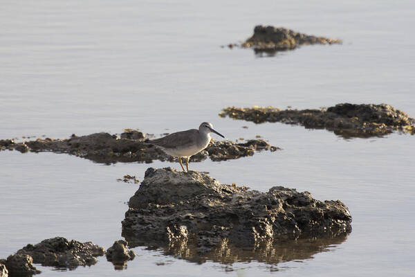 Wading Bird Art Print featuring the photograph Wading Bird by Douglas Barnard