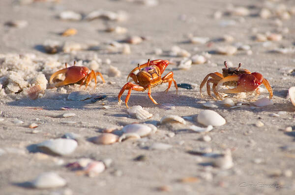 Fiddler Crabs Art Print featuring the photograph Walk This Way by CM Stonebridge