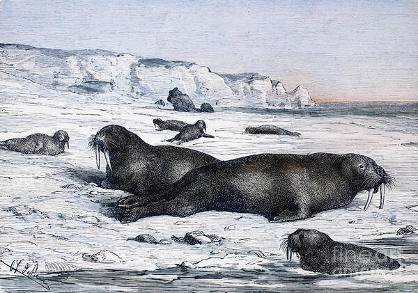 19th Century Art Print featuring the photograph Walruses On Ice Field by Granger