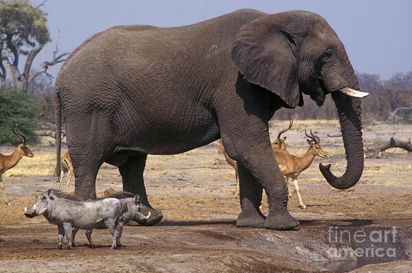 Elephant Art Print featuring the photograph Watering Hole - Savuti Marsh Botswana by Craig Lovell