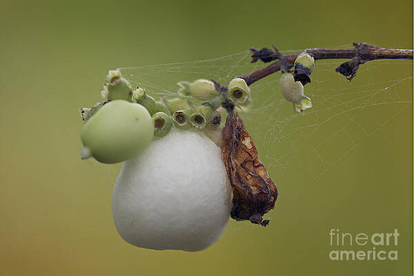 Berry Art Print featuring the photograph Webbed berry by Eunice Gibb