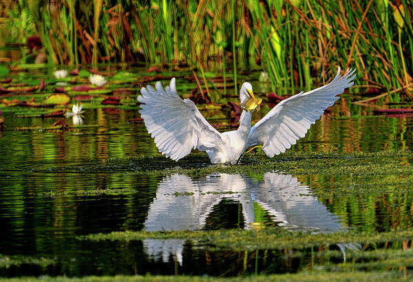 Great White Egret Art Print featuring the photograph Wetlands by Bill Dodsworth