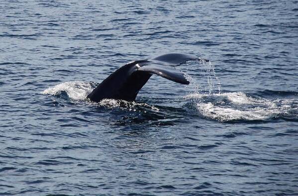 Whale Art Print featuring the photograph Whale Dive by Richard Bryce and Family