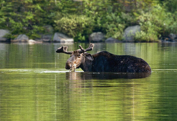 Moose Art Print featuring the photograph What Are You Looking At? by Gordon Ripley