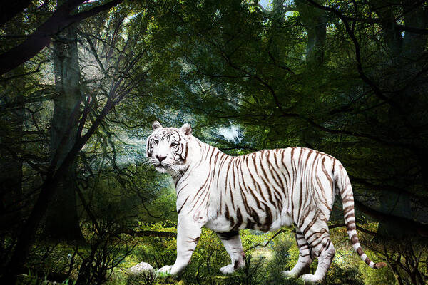 Bengal Art Print featuring the photograph White Bengal by Elizabeth Hart