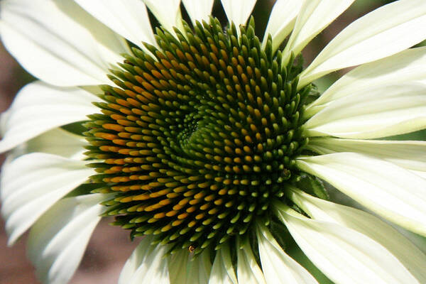 White Coneflower Daisy Art Print featuring the photograph White Coneflower Daisy by Donna Corless