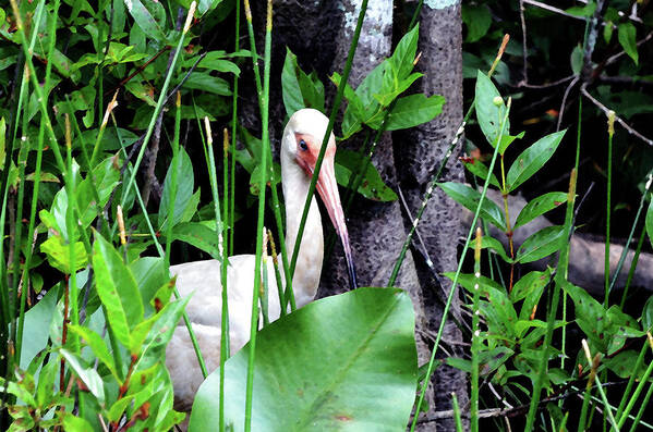 American White Ibis Art Print featuring the photograph White ibis at the Everglades by Pravine Chester